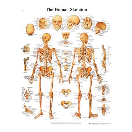 Fabrication Enterprises 3B Anatomical Chart - Skeleton, Paper 12-4620P